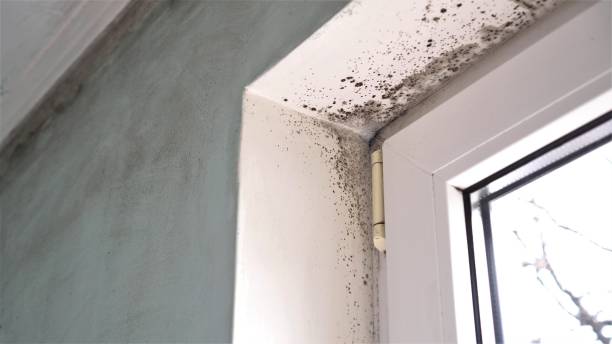 Best Basement Mold Removal  in Creighton, NE