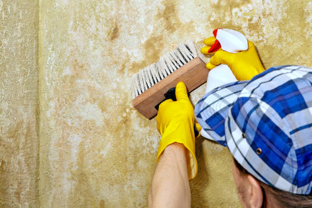 Trusted Creighton, NE Mold Removal Experts
