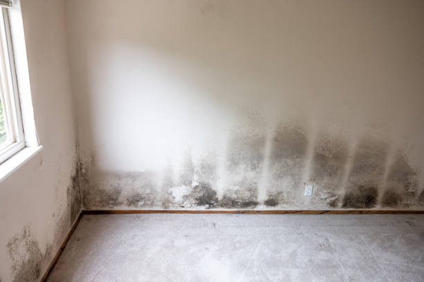 Best Forensic Mold Investigation  in Creighton, NE